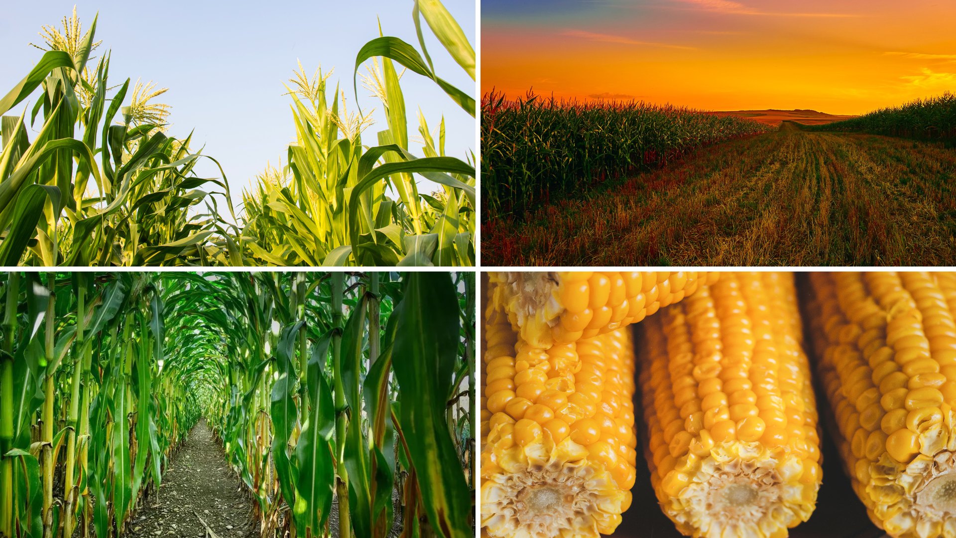 Corn